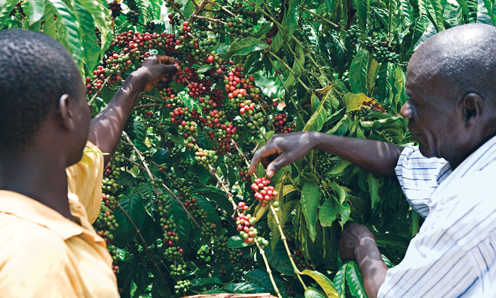 Ugandan Government Advised to Attract Investors in Fertilizer Production