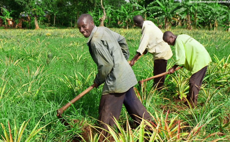 Greening Africa: Progress in the Fertilizer Sector On The Horizon
