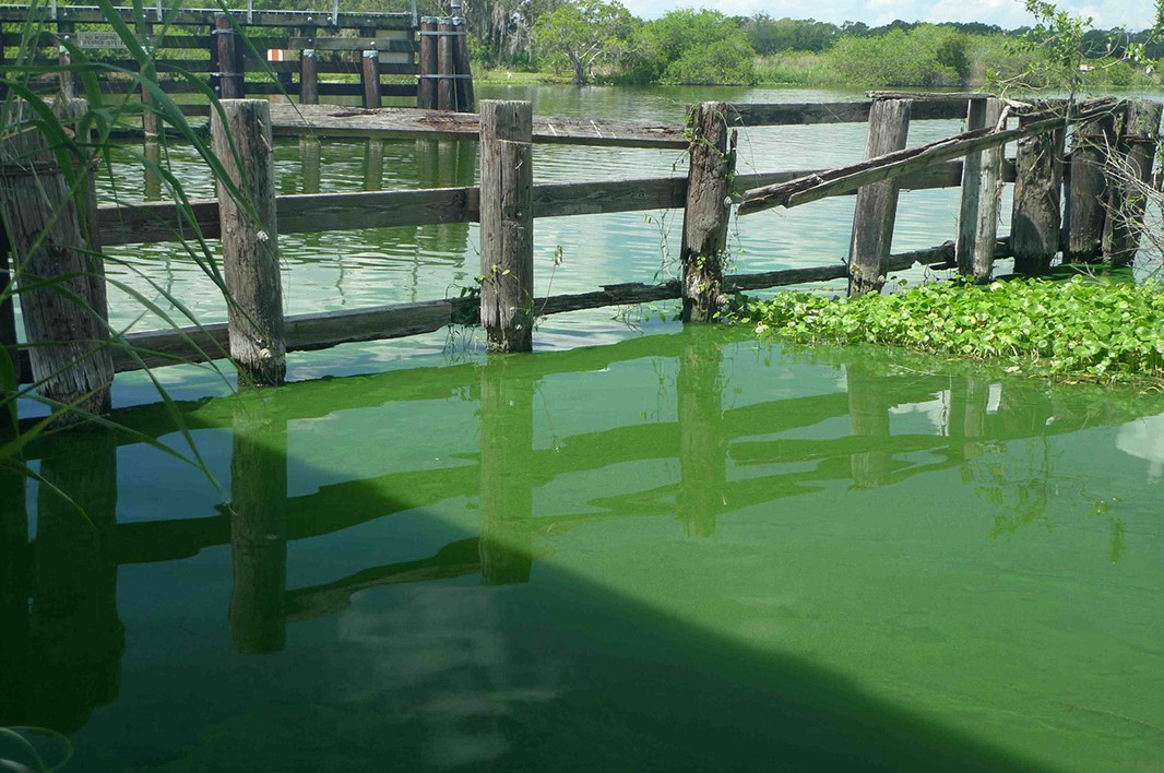 Fertilizers and the Environment: Florida Suffers Under Toxic Nitrogen Fertilizer