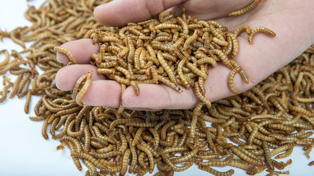 French Startup Ÿnsect: First Company to Get Nod to Market Insect-Based Fertilizer