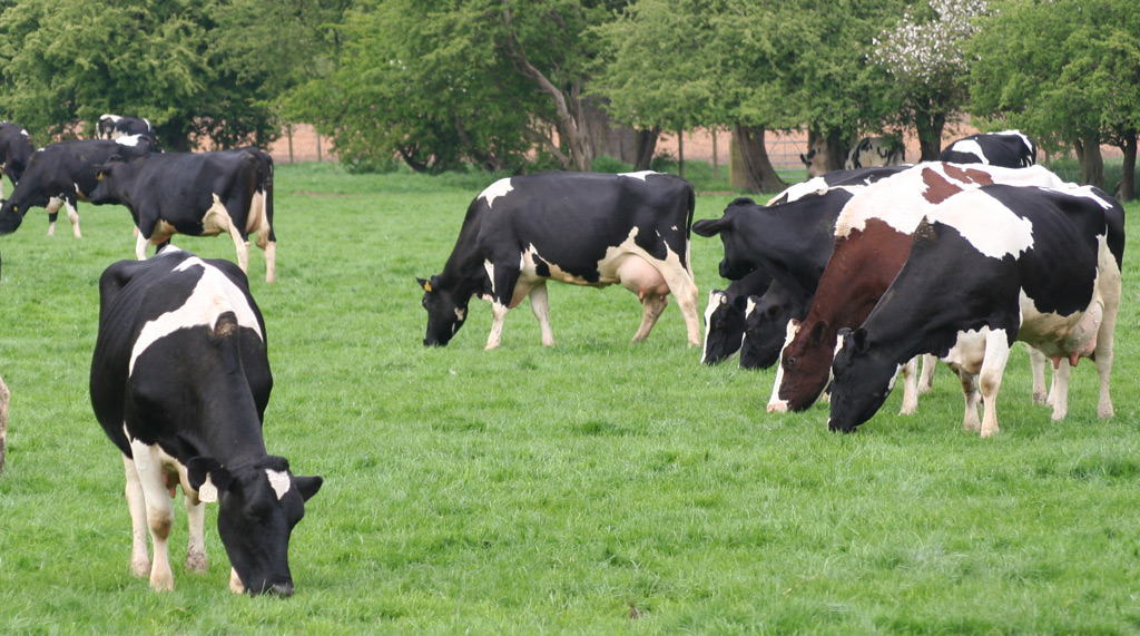 Expert Analysis: Using Potash for Grassland for Silage and Grazing