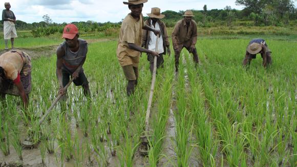 Greening Africa: Enhanced Cabinda Phosphate Rock Blend to Boost Congo’s Food Security